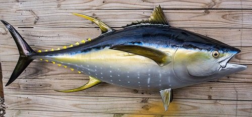Top 5 Most Expensive Fish In The World To Eat In 2021 | Logic Publishers