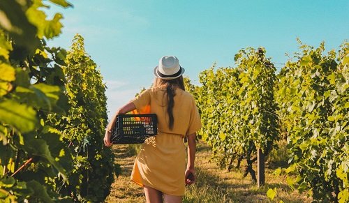 Top 10 Most Profitable Agricultural Business Ideas